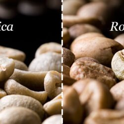 Arabika vs Robusta