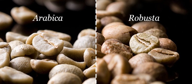 Arabika vs Robusta